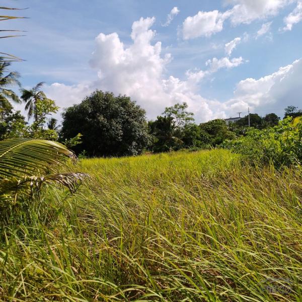 Agricultural Lot for sale in Daanbantayan - image 7