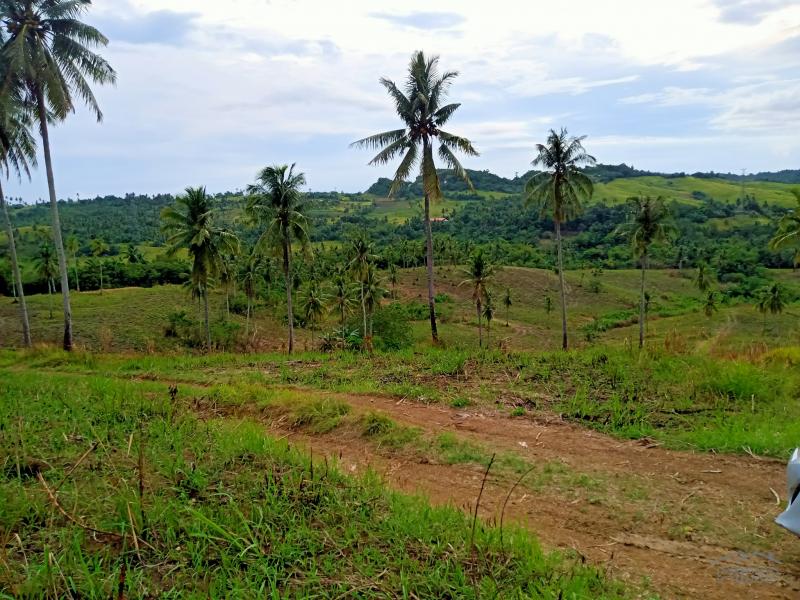 Agricultural Lot for sale in Tabogon - image 2