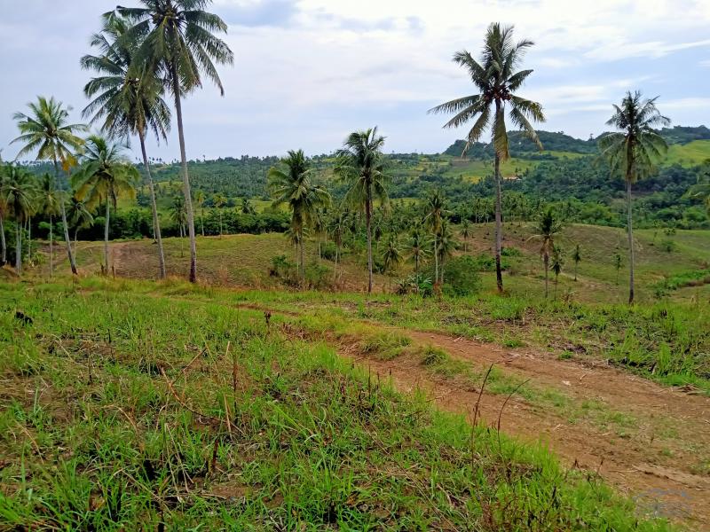 Agricultural Lot for sale in Tabogon - image 5