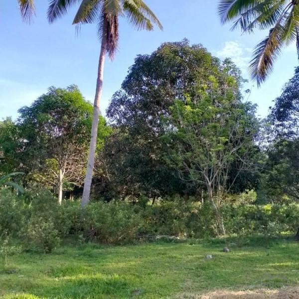 Agricultural Lot for sale in Trinidad - image 3