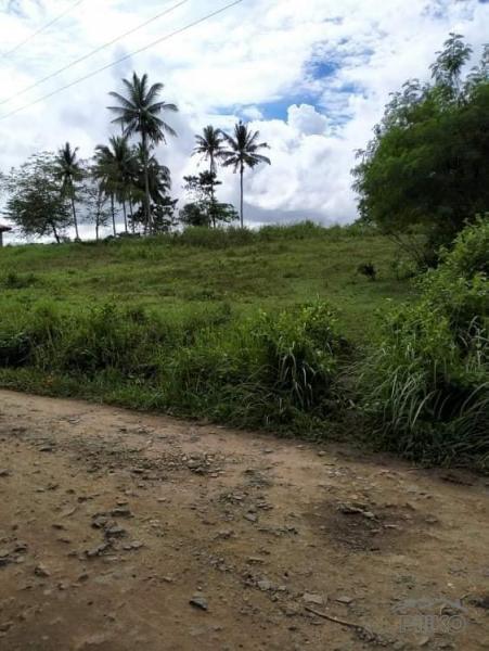 Agricultural Lot for sale in Trinidad - image 4