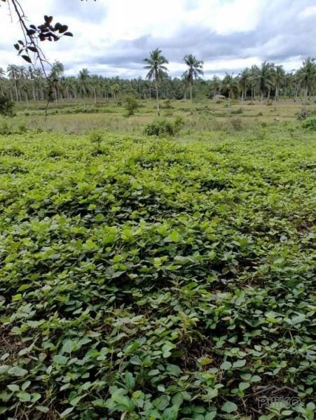 Agricultural Lot for sale in Trinidad - image 5