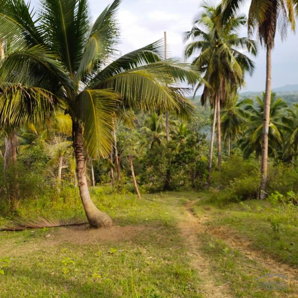 Agricultural Lot for sale in Aloguinsan