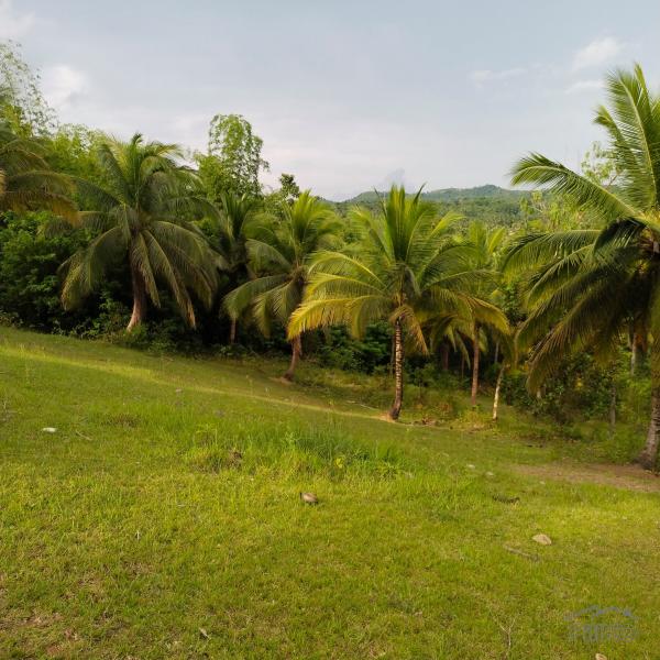 Agricultural Lot for sale in Aloguinsan in Cebu