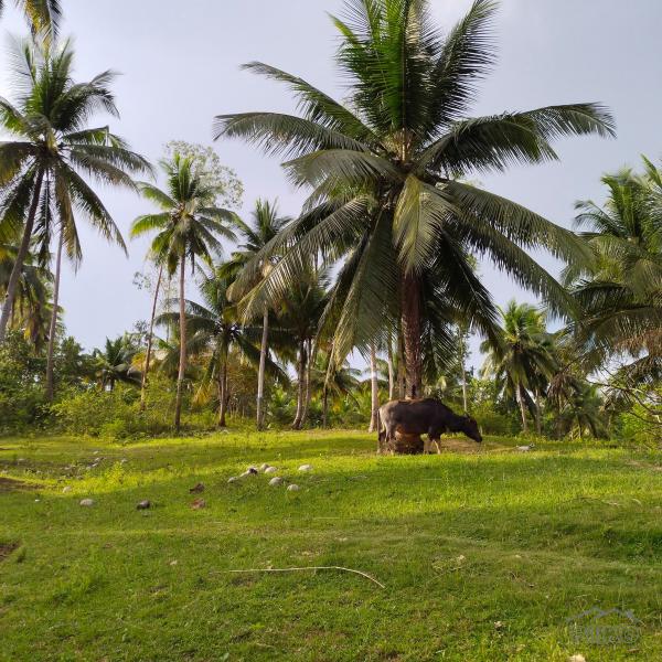 Picture of Agricultural Lot for sale in Aloguinsan in Cebu