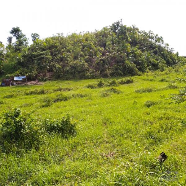 Agricultural Lot for sale in Aloguinsan - image 2