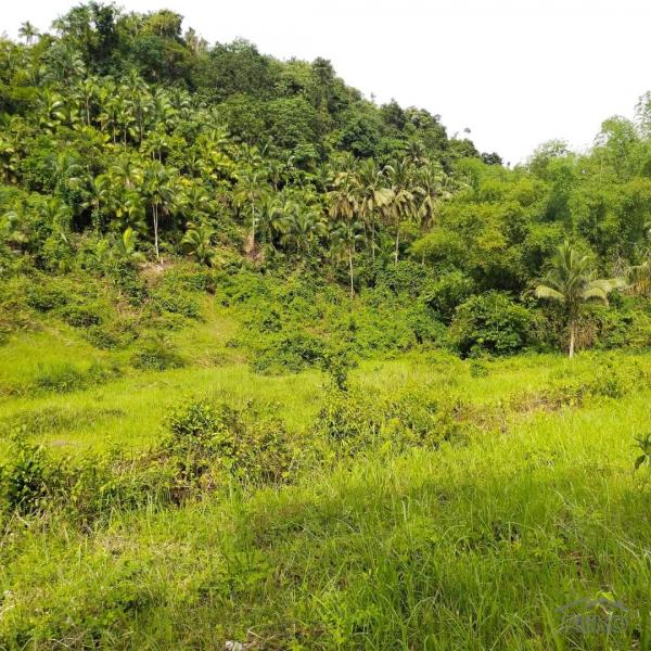 Agricultural Lot for sale in Aloguinsan - image 3