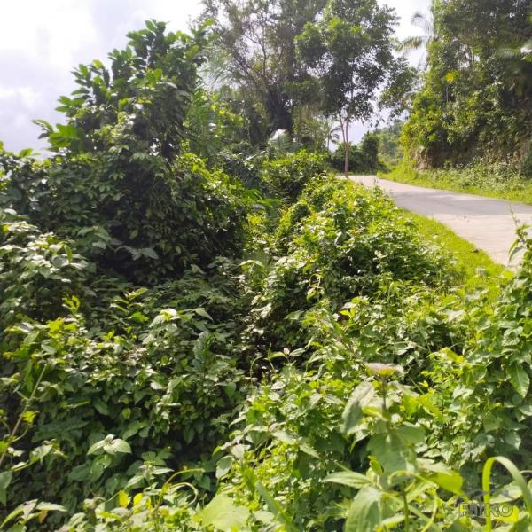 Agricultural Lot for sale in Aloguinsan in Philippines