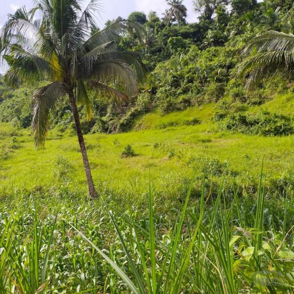 Picture of Agricultural Lot for sale in Aloguinsan in Philippines