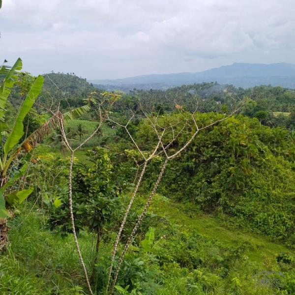 Agricultural Lot for sale in Aloguinsan - image 7