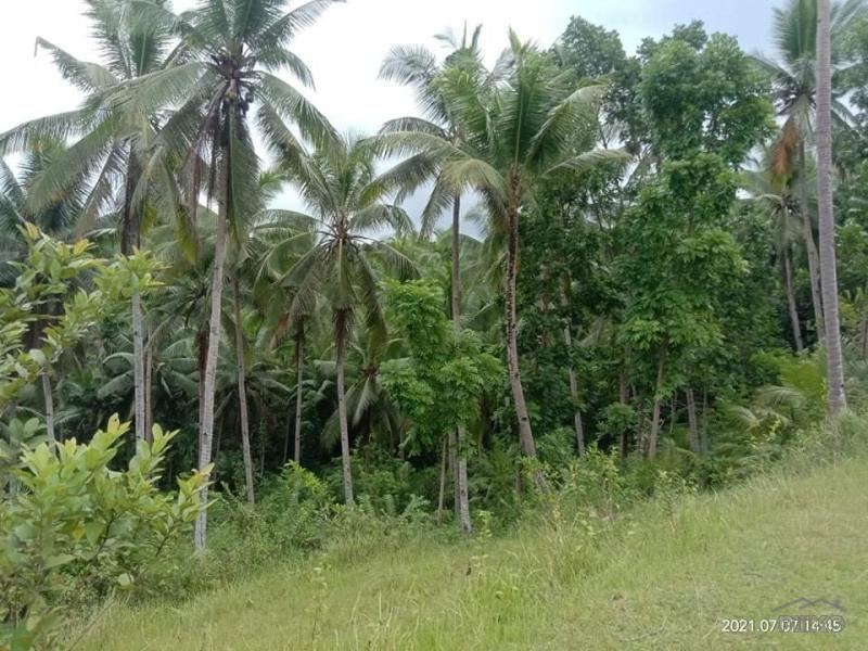Agricultural Lot for sale in Aloguinsan - image 5
