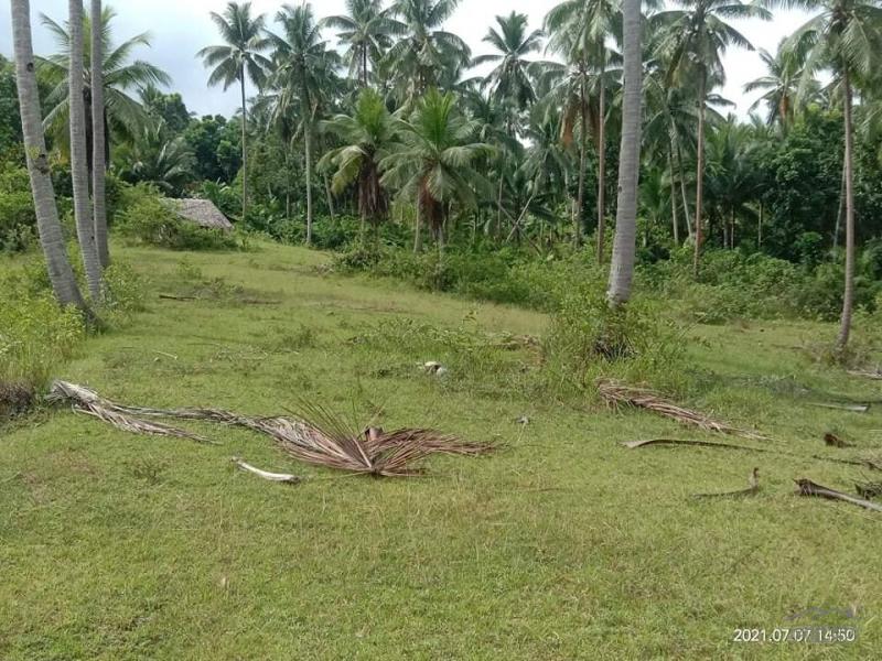 Agricultural Lot for sale in Aloguinsan in Cebu - image