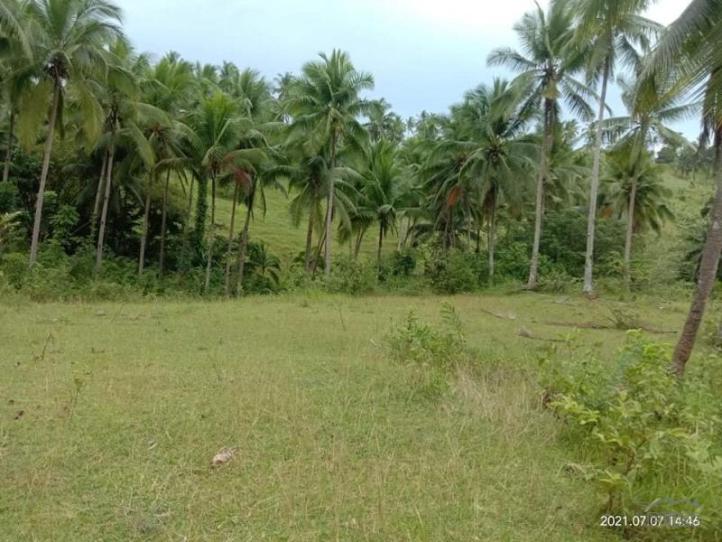 Agricultural Lot for sale in Aloguinsan - image 9