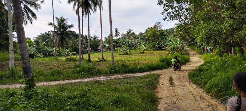 Agricultural Lot for sale in Aloguinsan - image 10