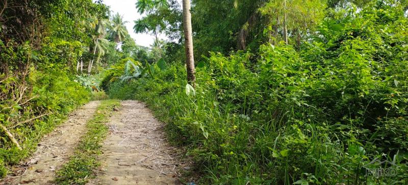 Agricultural Lot for sale in Aloguinsan - image 12