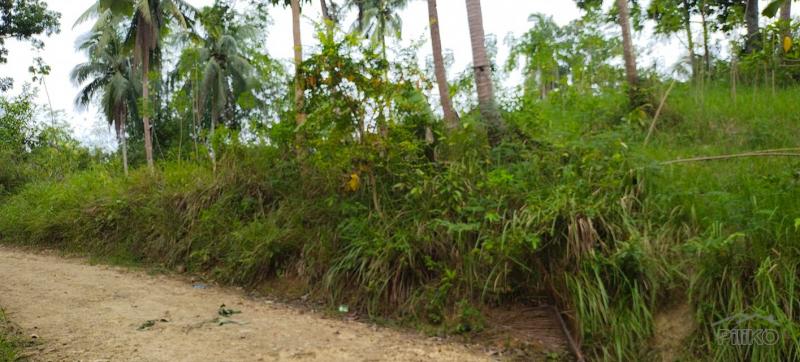 Agricultural Lot for sale in Aloguinsan - image 13