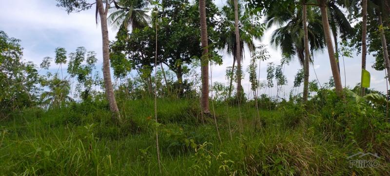 Agricultural Lot for sale in Aloguinsan - image 2