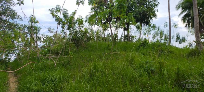 Agricultural Lot for sale in Aloguinsan - image 3