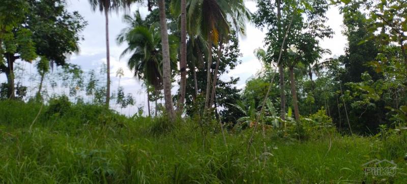 Agricultural Lot for sale in Aloguinsan - image 4
