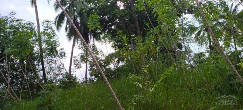 Picture of Agricultural Lot for sale in Aloguinsan in Cebu
