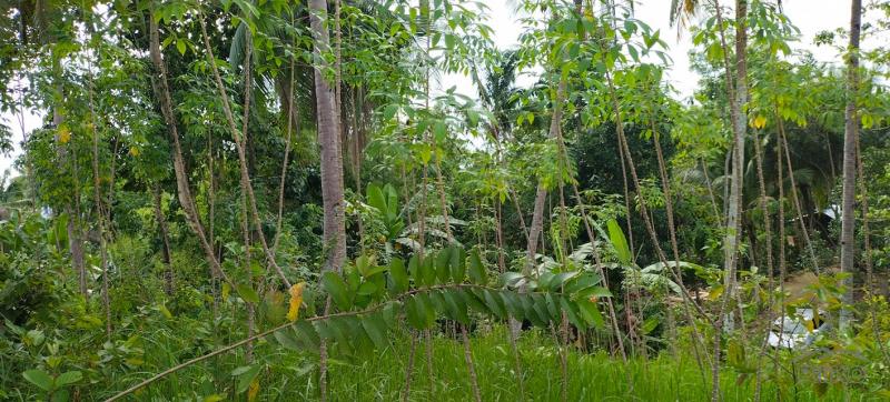 Picture of Agricultural Lot for sale in Aloguinsan in Philippines
