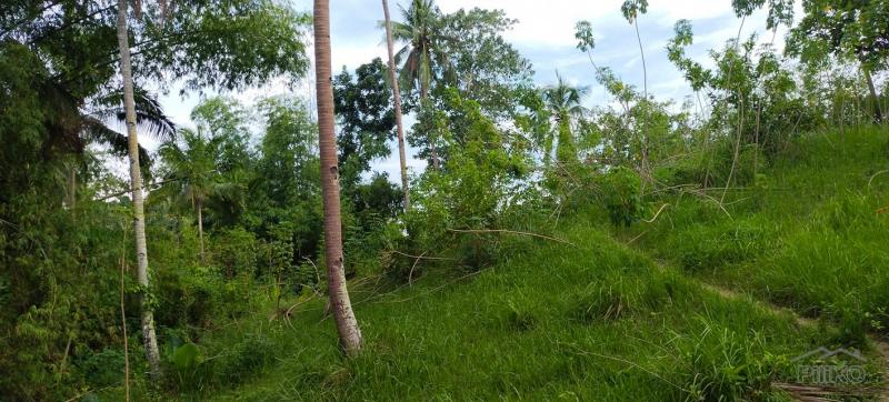 Agricultural Lot for sale in Aloguinsan in Cebu - image