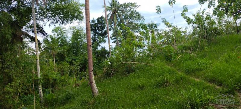 Agricultural Lot for sale in Aloguinsan - image 7