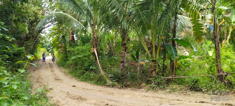 Agricultural Lot for sale in Aloguinsan in Philippines - image