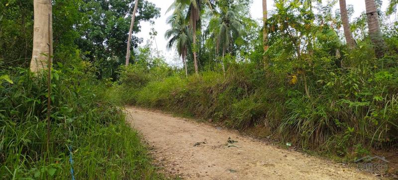 Agricultural Lot for sale in Aloguinsan - image 9