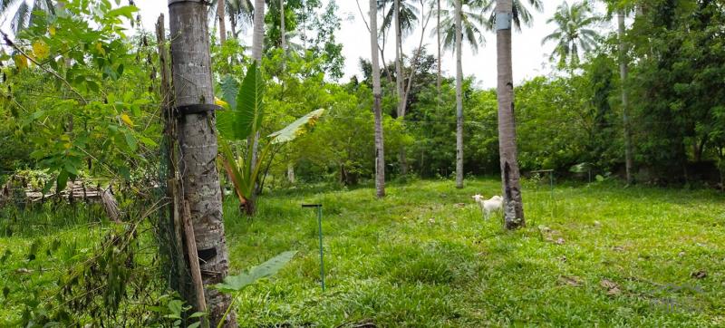 Agricultural Lot for sale in Aloguinsan - image 10
