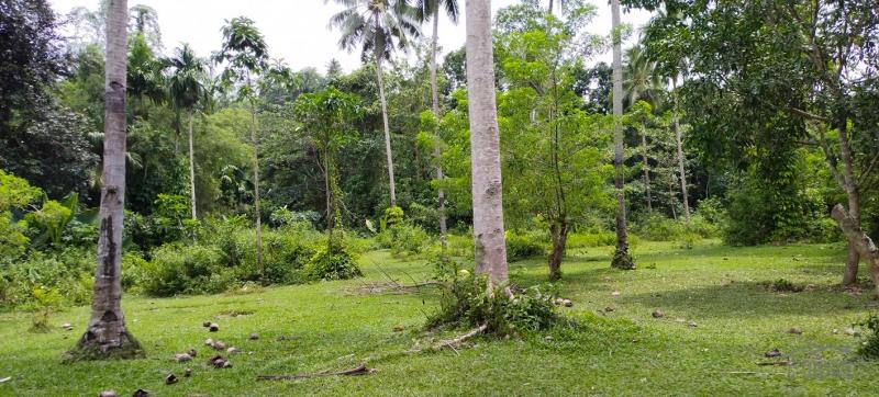 Agricultural Lot for sale in Aloguinsan - image 11