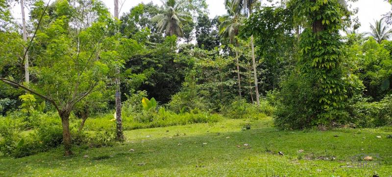 Agricultural Lot for sale in Aloguinsan - image 12