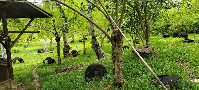 Picture of Agricultural Lot for sale in Aloguinsan in Philippines