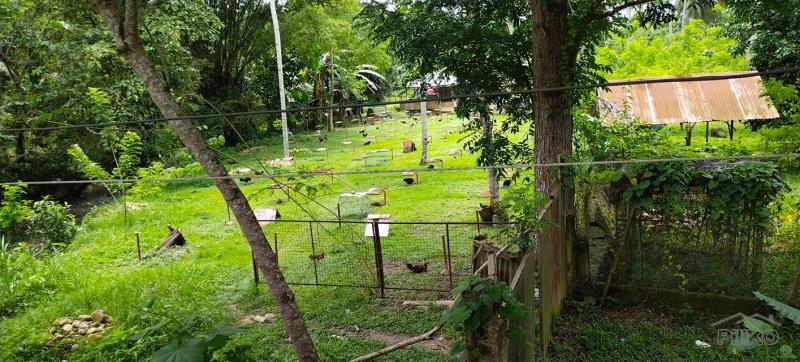 Agricultural Lot for sale in Aloguinsan - image 8