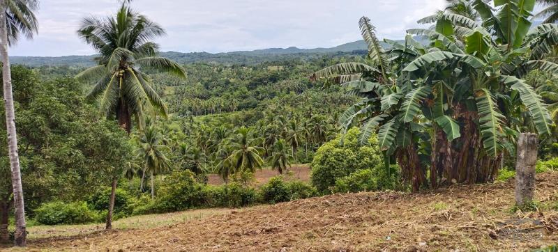 Agricultural Lot for sale in Aloguinsan - image 2