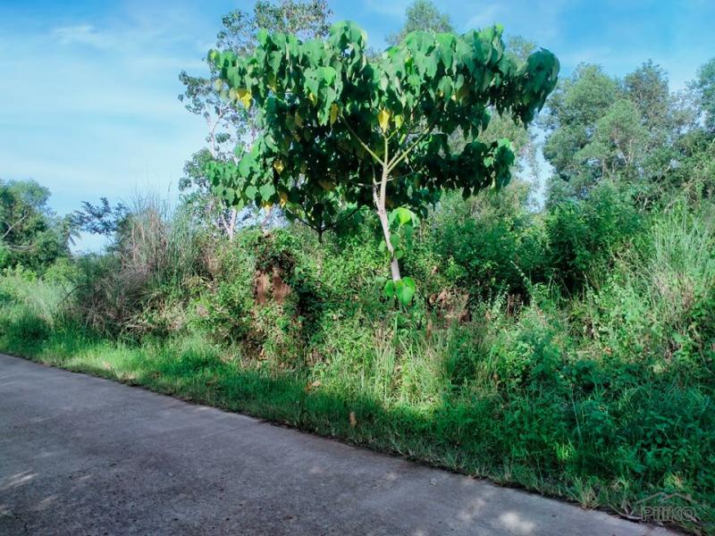 Agricultural Lot for sale in Trinidad - image 2
