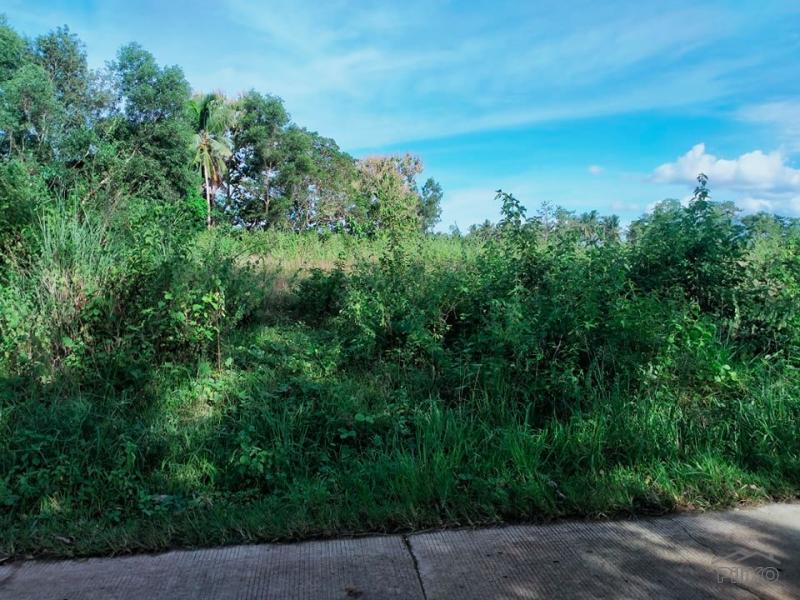 Agricultural Lot for sale in Trinidad - image 3