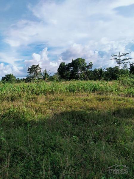 Agricultural Lot for sale in Trinidad in Philippines