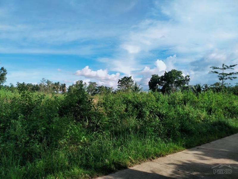 Picture of Agricultural Lot for sale in Trinidad in Philippines