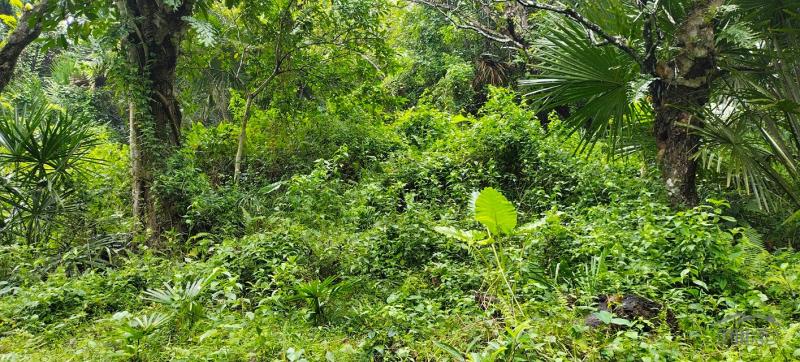 Agricultural Lot for sale in Cebu City - image 10