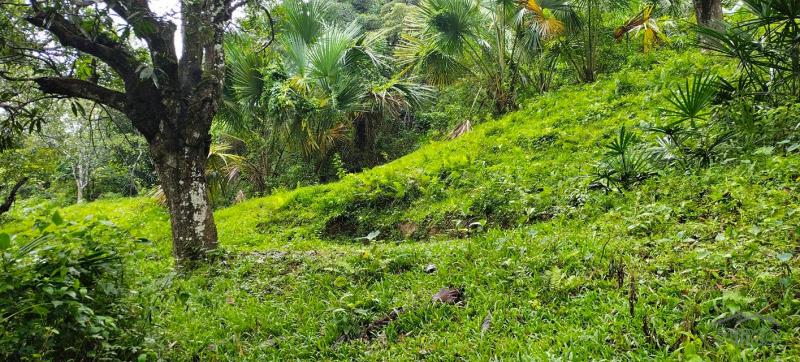 Agricultural Lot for sale in Cebu City - image 11