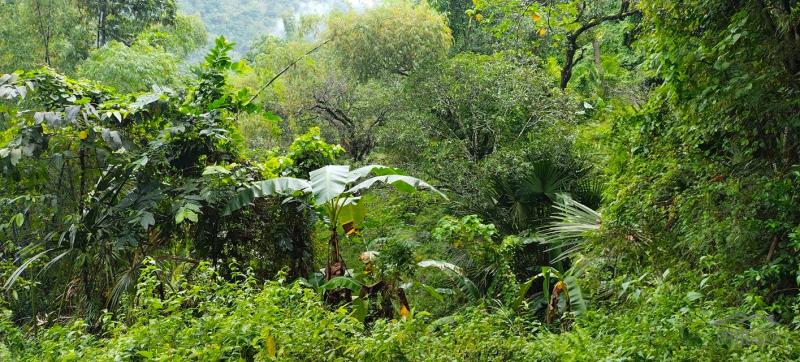 Agricultural Lot for sale in Cebu City - image 12