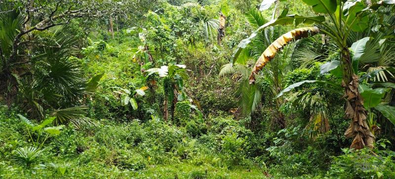 Agricultural Lot for sale in Cebu City - image 4
