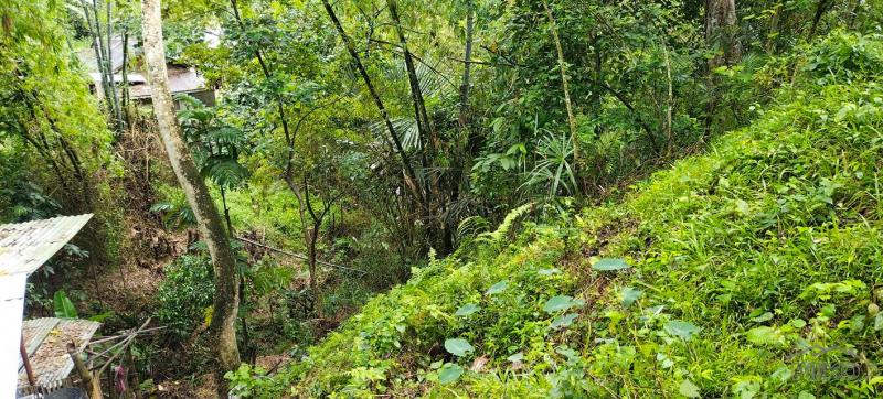 Agricultural Lot for sale in Cebu City - image 5