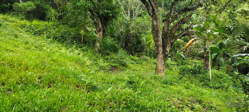 Agricultural Lot for sale in Cebu City - image 6