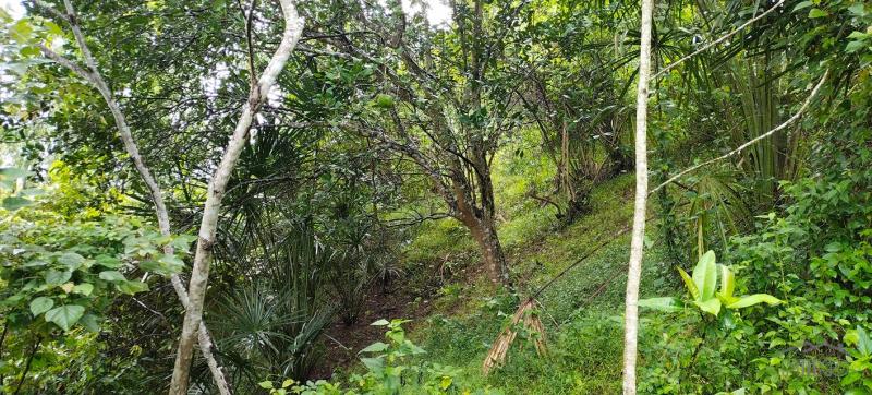 Agricultural Lot for sale in Cebu City - image 8