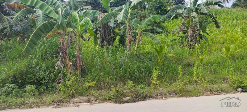 Agricultural Lot for sale in Aloguinsan - image 3