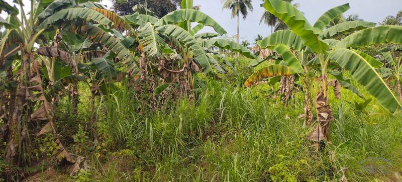 Agricultural Lot for sale in Aloguinsan in Philippines