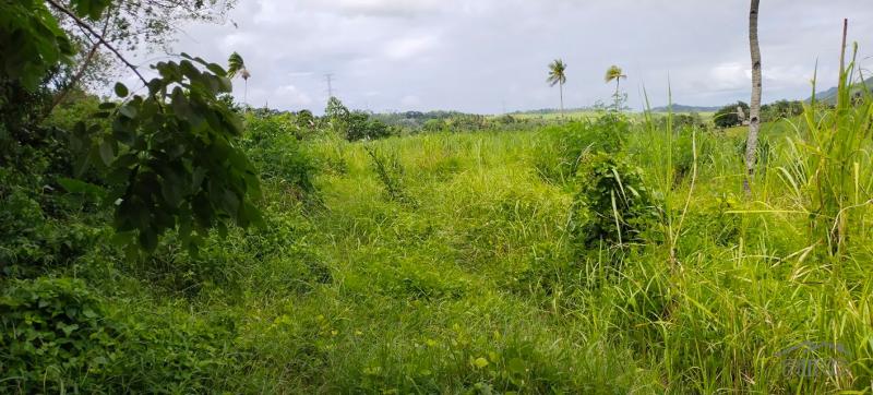 Agricultural Lot for sale in Tabogon in Philippines