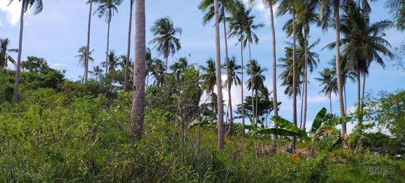 Agricultural Lot for sale in Tabogon - image 2